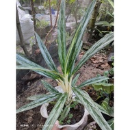 aglonema bambu silver murah/diven bambu silver