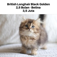 British Longhair Black Golden Kitten Anak Kucing