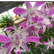 anggrek dendrobium FRD dewasa anggrek dendrobium perumpun