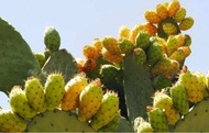 แพดกระบองเพชรกินผล Opuntia ficus-indica จำนวน 1 แพด