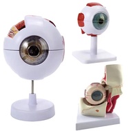 1:6 Eyeball Anatomy Model for Eye Diseases Study Human Eye Anatomy Model Eye Anatomy Model Human Org
