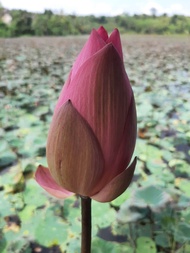 Bunga Teratai Lotus Segar Nelumbo Nucifera 5pcs
