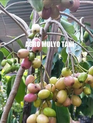 bibit juwet putih okulasi siap berbunga dan berbuah