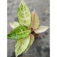 Sindo - Aglaonema Frozen Live Plant BESS3SU6ZH