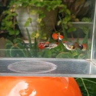 guppy tuxedo koi short body