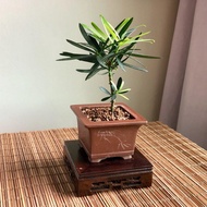 Podocarpus Stem with Ceremic Pot Plant - Fresh Gardening Indoor Plant Outdoor Plants for Home Garden Fresh Live Plant