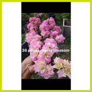 ✹ ✷ ╳ ۩ SALE!!! RARE ROOTED BOUGAINVILLEA
