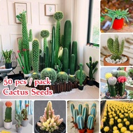 [Hot Sale] Rare Mixed Species Cactus Seeds for Planting (50 Seeds Per Bag) Cactus Plant Cactus Flowers Seed Succulents Plant Cute Bonsai Seeds Flower Plant Potted Ornamental Plant Seeds Live Real Air Purifying Plants for Sale Easy To Grow In The Singapore