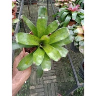 bromeliad shamrock live plant