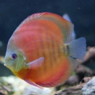 ikam discus red sun blue rim /sanmerah blue rim