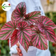 tanaman hias begonia rex walet pink - begonia rex strip