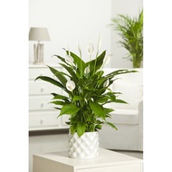 PEACE LILY (Spathiphyllum) INDOOR PLANT