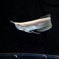 ikan Arwana silver /  arwana albino albino / arwana 10 cm