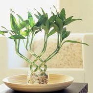 Lucky Bamboo Flat