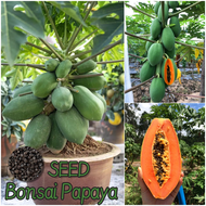 🌱ปลูกง่าย🌱 เมล็ดสด 100% เมล็ดมะละกอ เมล็ดพันธุ์ มะละกอ บรรจุ 10 เมล็ด Dwarf Papaya Seeds for Planting Fruit Plants Seed เมล็ดพันธุ์ผลไม้ ต้นไม้ผลกินได้ ต้นไม้กินผล เมล็ดผลไม้ พันธุ์ไม้ผล บอนไซ ต้นไม้มงคล เมล็ดพันธุ์บอนสี ต้นไม้ ต้นไม้แคระ อร่อยมาก