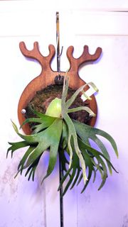 侏儒爪哇玉女鹿角蕨Platycerium willinckii 'Jade Girl'