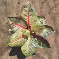 bonggol aglonema Red Hughes plantsparadise