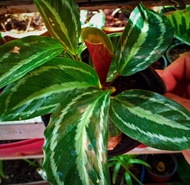 Calathea medallion. Prayer plant..with 4 leaves or more.live plant in plastic pot. rooted and established. easy to care plant..good for indoor and outdoor...