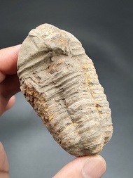 หิน ฟอสซิล ไทรโลไบต์ ( Trilobite Fossil ) ของเเท้ 108 g.ค่อนข้างสมบูรณ์ เหมาะเเก่การสะสม หรือเป็นตัวอย่างเพื่อการศึกษา / แหล่ง Morocco