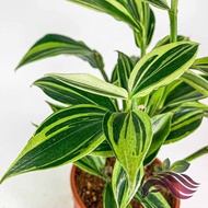 [Landscape] Costus Variegated by LS Group