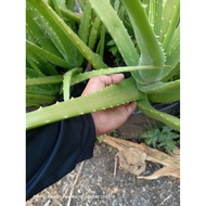 500GM 1 KE 5 PCS / DAUN LIDAH BUAYA / DAUN / LIDAH BUAYA / DAUN POKOK LIDAH BUAYA / ALOE VERA LEAVES