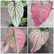 Caladium Super Daging MIX / caladium ming mongkol / Keladi Super Daging MIX dalam pasu. keladi hiasan