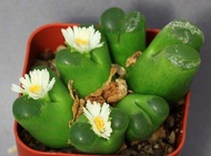 10 เมล็ด เมล็ดพันธุ์ Conophytum โคโนไฟตัม กระบองเพชร ไม้อวบน้ำ กุหลาบหิน แคคตัส Castus สายพันธุ์ Conophytum concordans