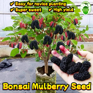 200 Seeds/pack Dwarf Mulberry Fruit Seeds for Sale 桑葚种子 Sweet Mulberry Seeds for Planting Benih Poko