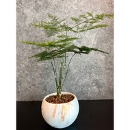 Bonsai Indoor Plant Asparagus Setaceus Fern with Pot