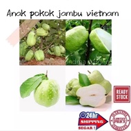 (GG real plant) anak pokok jambu vietnam ^ Cepat berbuah hybrid top premium quality fruits manis sedap kebun buah