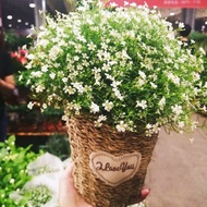 Ready stock home garden plant Flower seeds Gypsophila seeds Gypsophila Seeds