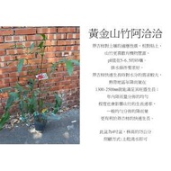 心栽花坊-黃金山竹阿恰恰/4吋/水果苗/售價3000特價2400