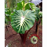 Colocasia white lava Siap Tanam