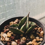 龍舌蘭 嚴龍 柊月  Agave titanota ’syugetu‘