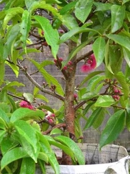 unggulan! bibit tanaman buah jambu bol jamaika super!