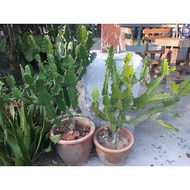 Anak pokok/ Ready stock/ Keratan pokok/ Cactus/ Keratan cactus/ Kaktus/ Kaktus kampung