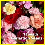 เมล็ด คาร์เนชั่น Carnation Seeds - การันตีอัตรางอก 15เมล็ด/ซอง คละสี มล็ดพันธุ์คาร์เนชั่น Mixed Carnation Flower Seed for Planting Flower Plant เมล็ดดอกไม้ บอนสีราคาถูก เมล็ดบอนสี ต้นไม้มงคล พันธุ์ดอกไม้ ต้นไม้ฟอกอากาศ ไม้ประดับ ของแต่งสวน ต้นบอนสี บอนไซ