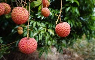 【預購9折！台中新社 現採糯米荔枝 5斤裝(去枝)】晶瑩剔透 荔枝界的精品