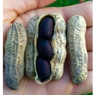 giant black groundnut/Carolina black Peanut plant seed (Arachis hypogaea)