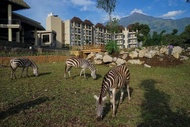 Voucher Baobab Safari Resort Prigen PROMO WEEKDAY