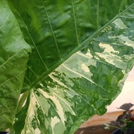 Alocasia Albino / alocasia macrorrhiza variegated / keladi black stem