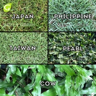 GG - Carpet Grass Japan Grass Philippine Grass Pearl Grass Taiwan Grass Cow Grass Rumput Carpet 草皮