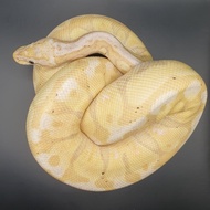 Ball Python / BP Pilihan Morph
