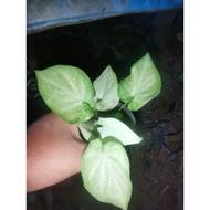 Caladium Duble leaf,rare.Keladi Thai,sangat cantik hiasan &amp; koleksi