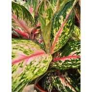 Aglaonema Commutatum Chinese Evergreen Butterfly Indoor House Home Potted Plant