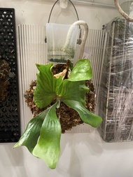 三角x象耳 鹿角蕨 Platycerium 海王星 (P. Neptune) - 三角鹿角蕨（P. stemaria）與 象耳鹿角蕨（P. elephantotis）