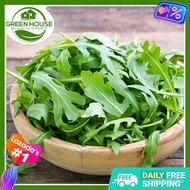 [Green House] Arugula Bucket Seeds for Planting Vegetable Plants ( /- 200 Seed) free Fertilizer &amp; Pl
