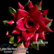 New Id : Rare : Neo Red Rose Fantastic/ Bromeliad Gha Garden House