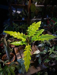 黃金火之戒蔓綠絨 Philodendron ‘Golden Crocodile’