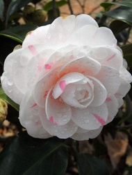 1pc Camellia Flower Seeds Bonsai Seeds Beautiful Home Room #CA7